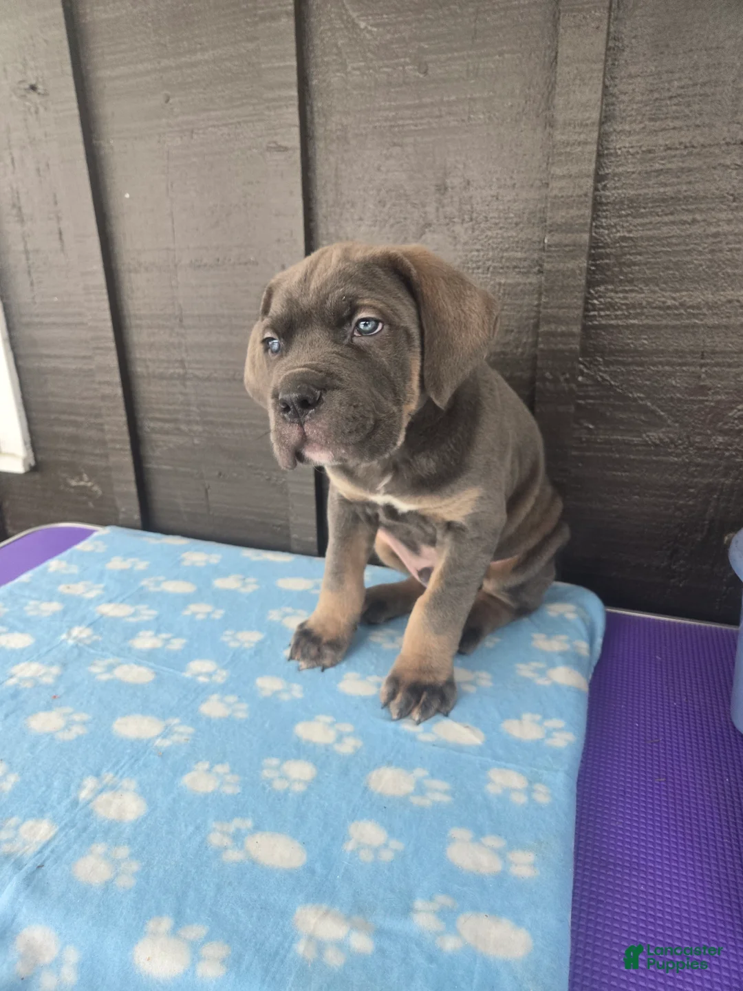 Cane Corso dogs for sale: Bowser  - Ad 3