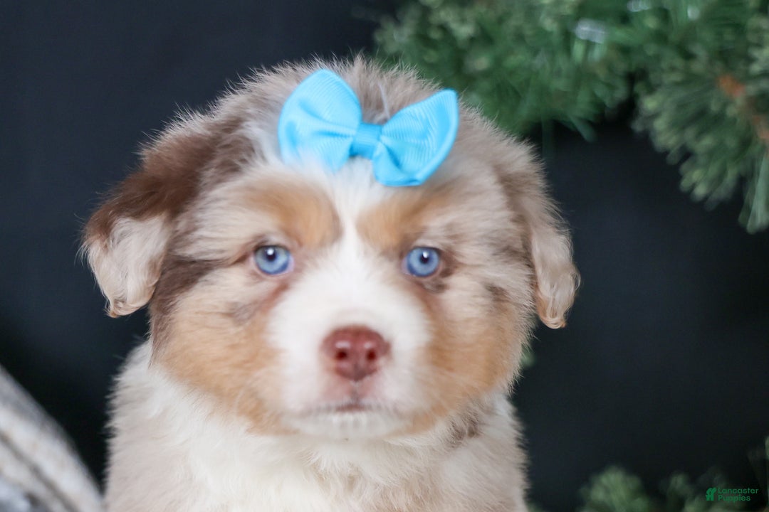 Miniature Australian Shepherd dogs for sale: SCOOTER - Ad 1