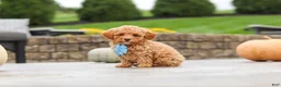 Cavapoo dogs for sale: Cosby - Ad 7