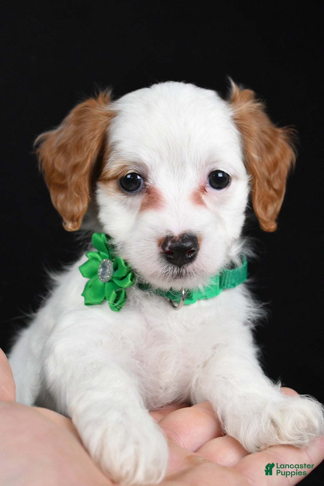 Cavapoo dogs for sale: Sophia  - Ad 5