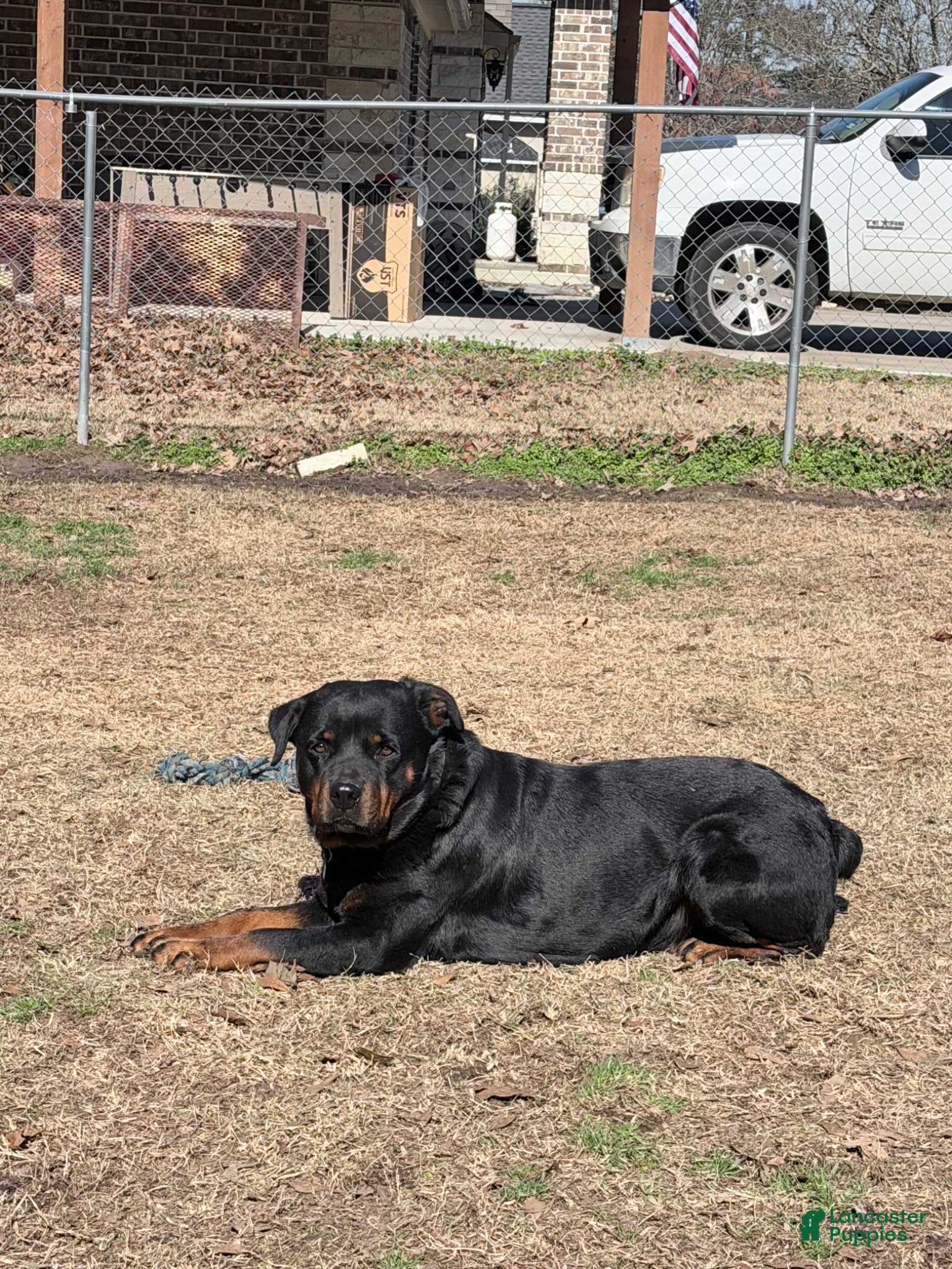 Rottweiler dogs Rottweiler Puppy 3 - Ad 2