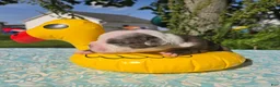 Olde English Bulldogge dogs for sale: Rocky - Ad 3