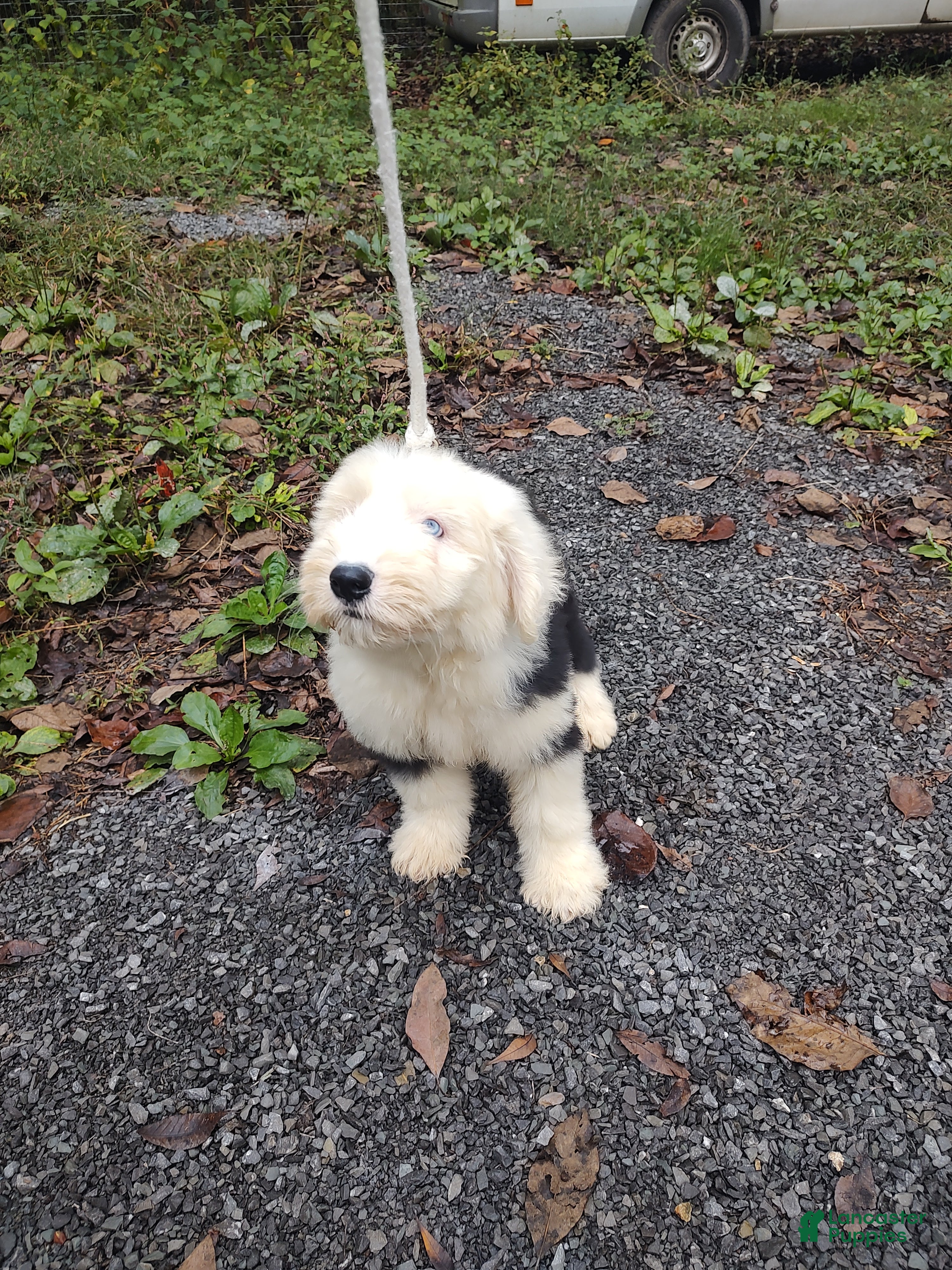 Old English Sheepdog (Old English Sheepdog, Male) in Charleston, TN