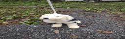 Old English Sheepdog dogs for sale: Old English Sheepdog 1 BLUE EYES  - Ad 1