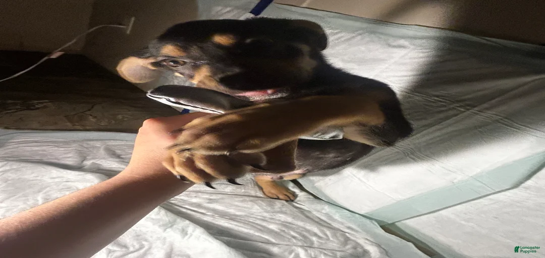 Gallery Image {{count}}