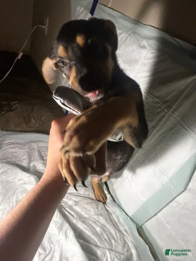 Gallery Image {{count}}