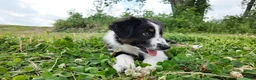 Australian Shepherd dogs for sale: Carolina - Ad 6