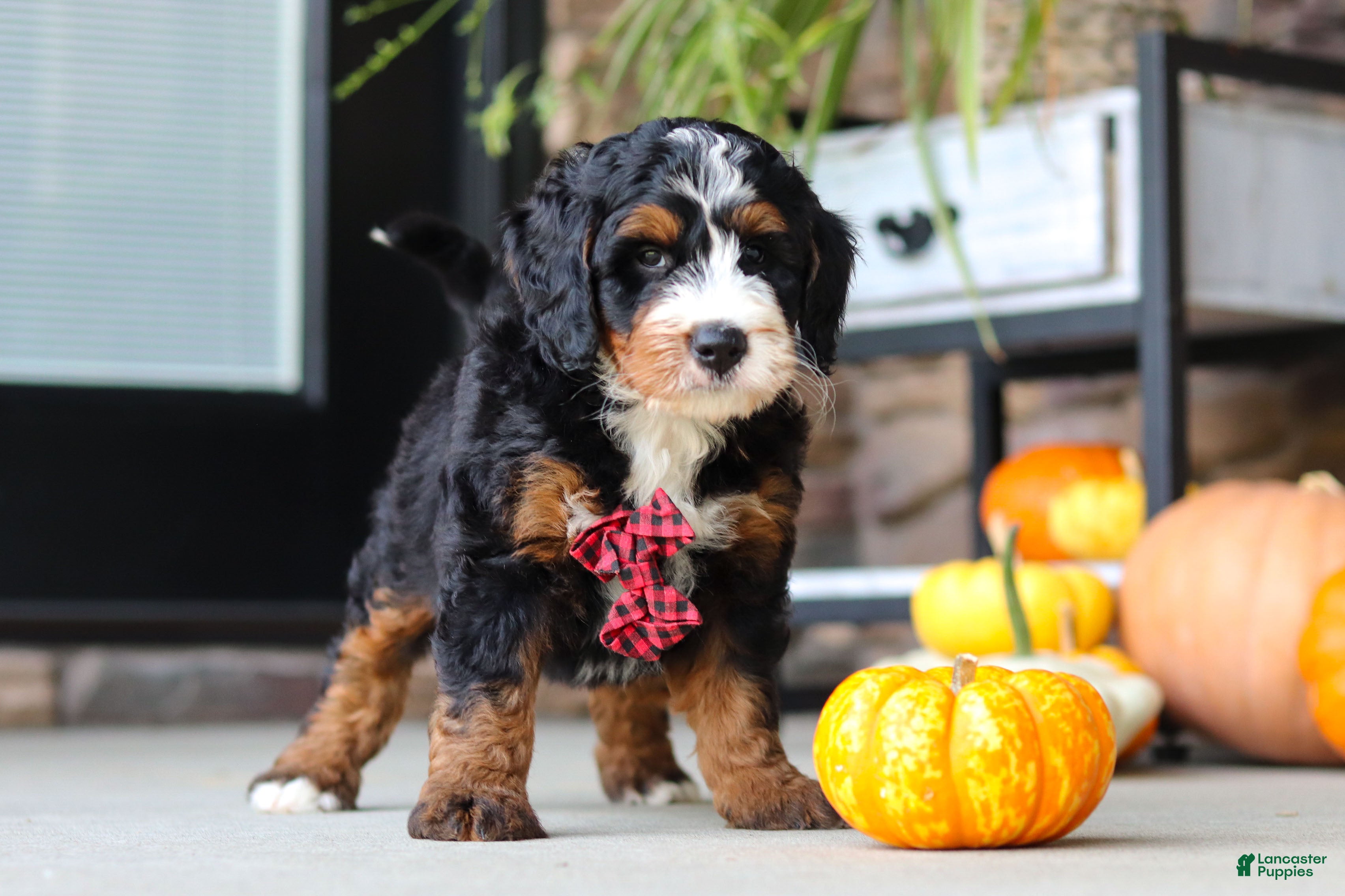Mini Bernedoodle dogs Samuel🐶 - Ad 2