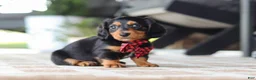 Miniature Dachshund dogs for sale: Arthur  - Ad 11