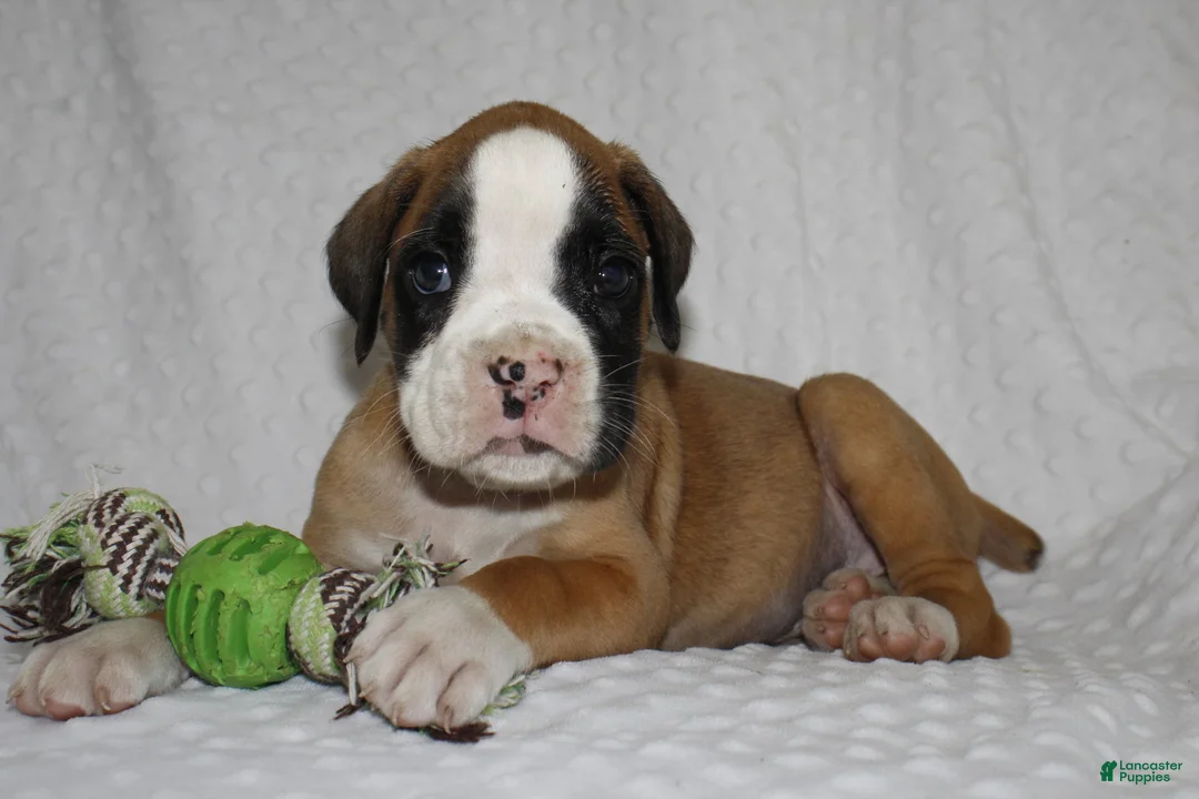 Boxer dogs for sale: Bentley - Ad 1