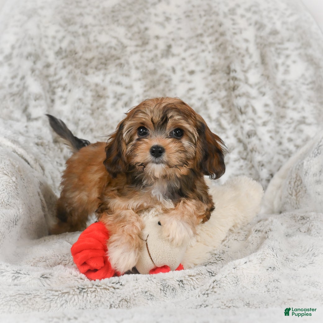Havanese dogs Holly - Ad 2