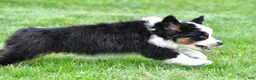 Miniature Australian Shepherd dogs for sale: Wilbur - Ad 4