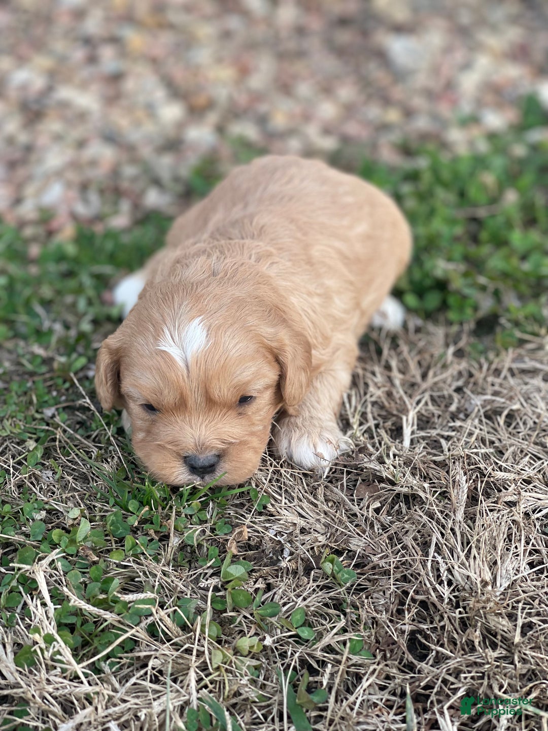 Cavapoo dogs for sale: Cavapoo Puppy 2 - Ad 5