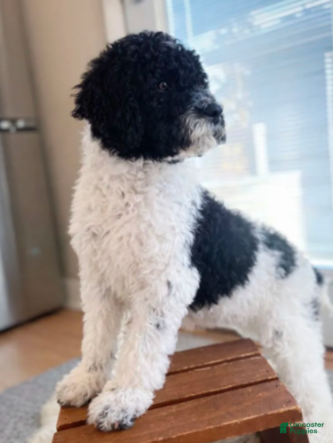 Labradoodle dogs for sale: Charlie standard - Ad 1