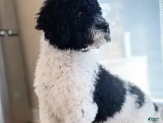 Labradoodle dogs Charlie standard - Ad 20