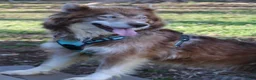 Siberian Husky dogs for sale: Chelsea - Ad 10