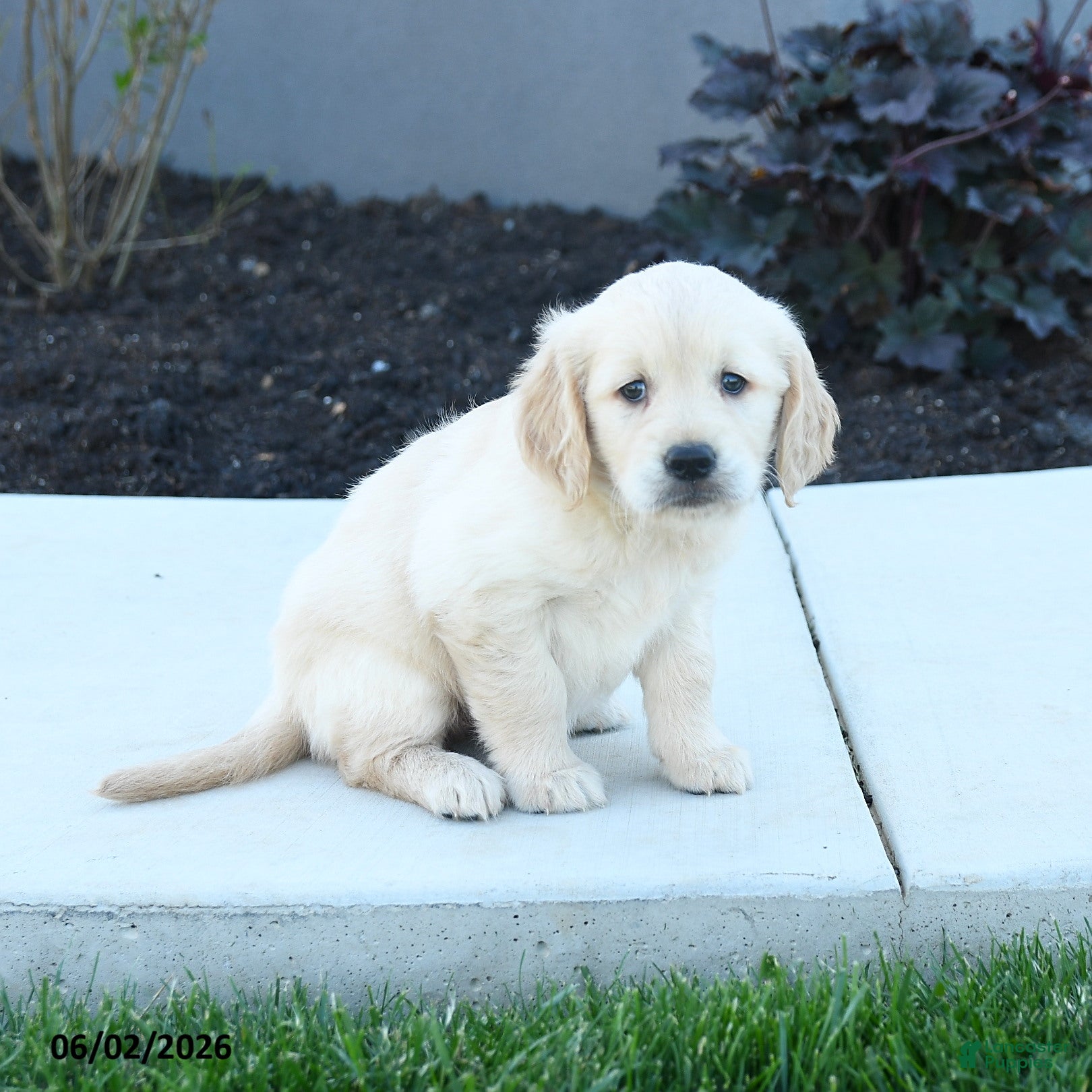 Golden Retriever dogs Willow - Ad 2