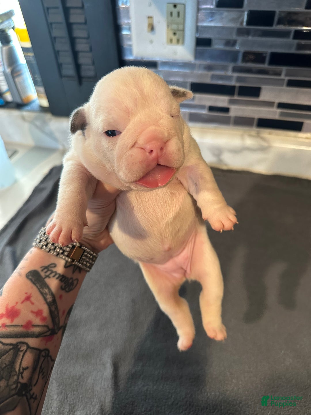 English Bulldog dogs for sale: Blue Fawn Merle Boy  - Ad 46