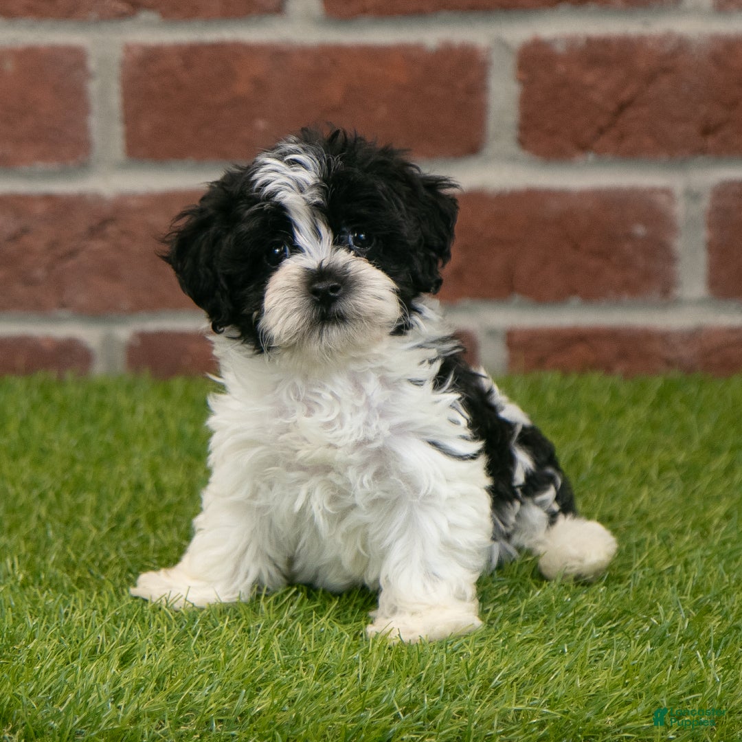 Havapoo dogs for sale: Austin - Ad 2