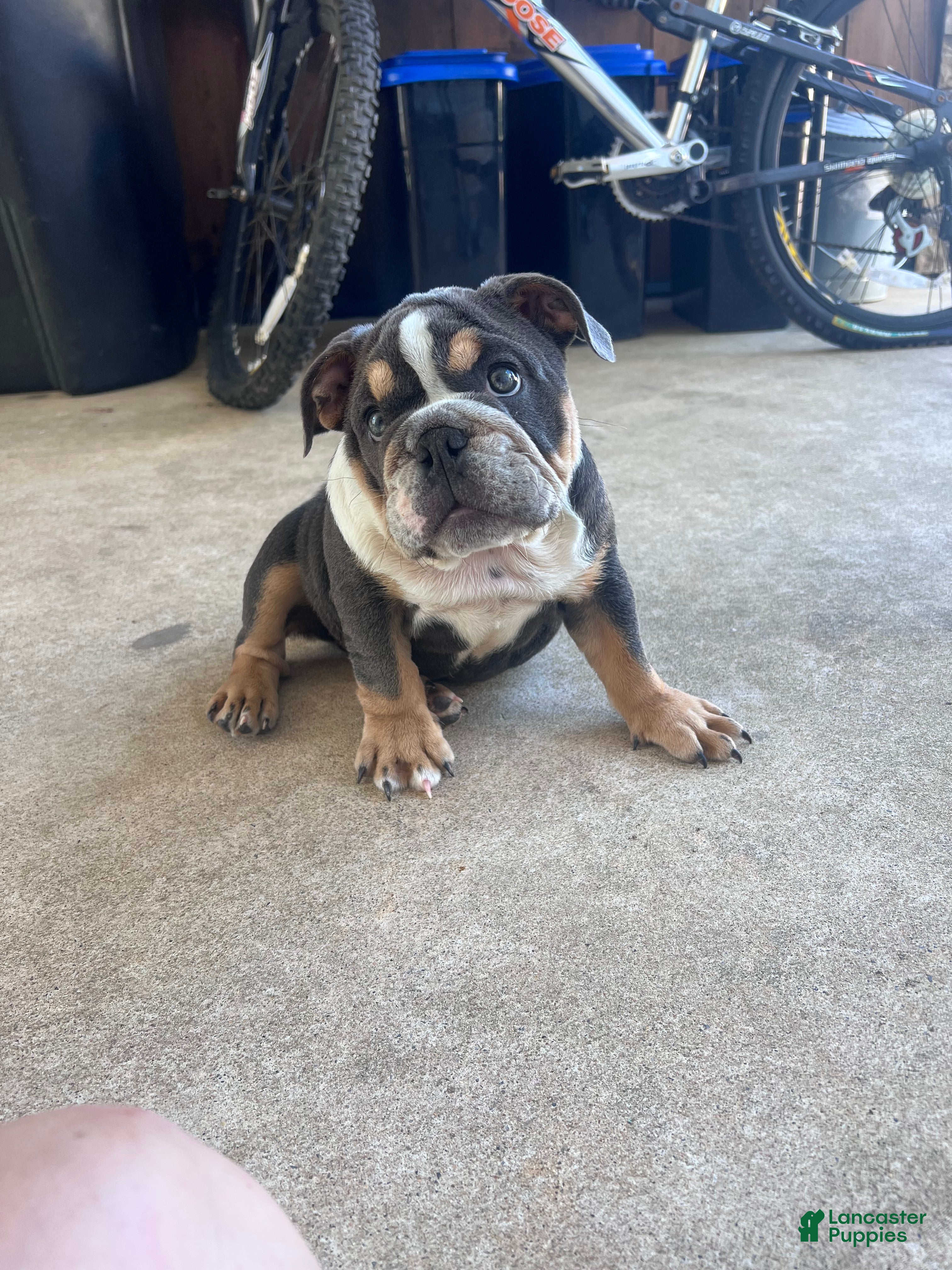English Bulldog dogs Bluey - Ad 1