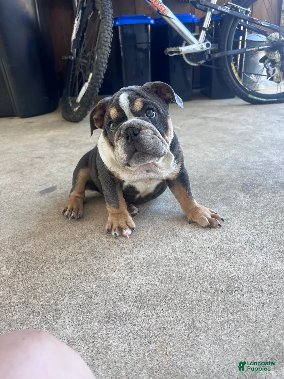 English Bulldog dogs for sale: Bluey - Ad 1
