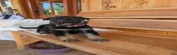 German Shepherd dogs for sale: ♥️SWEET RUBY♥️ - Ad 6