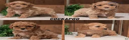 Cockapoo dogs for sale: Ezi - Ad 14