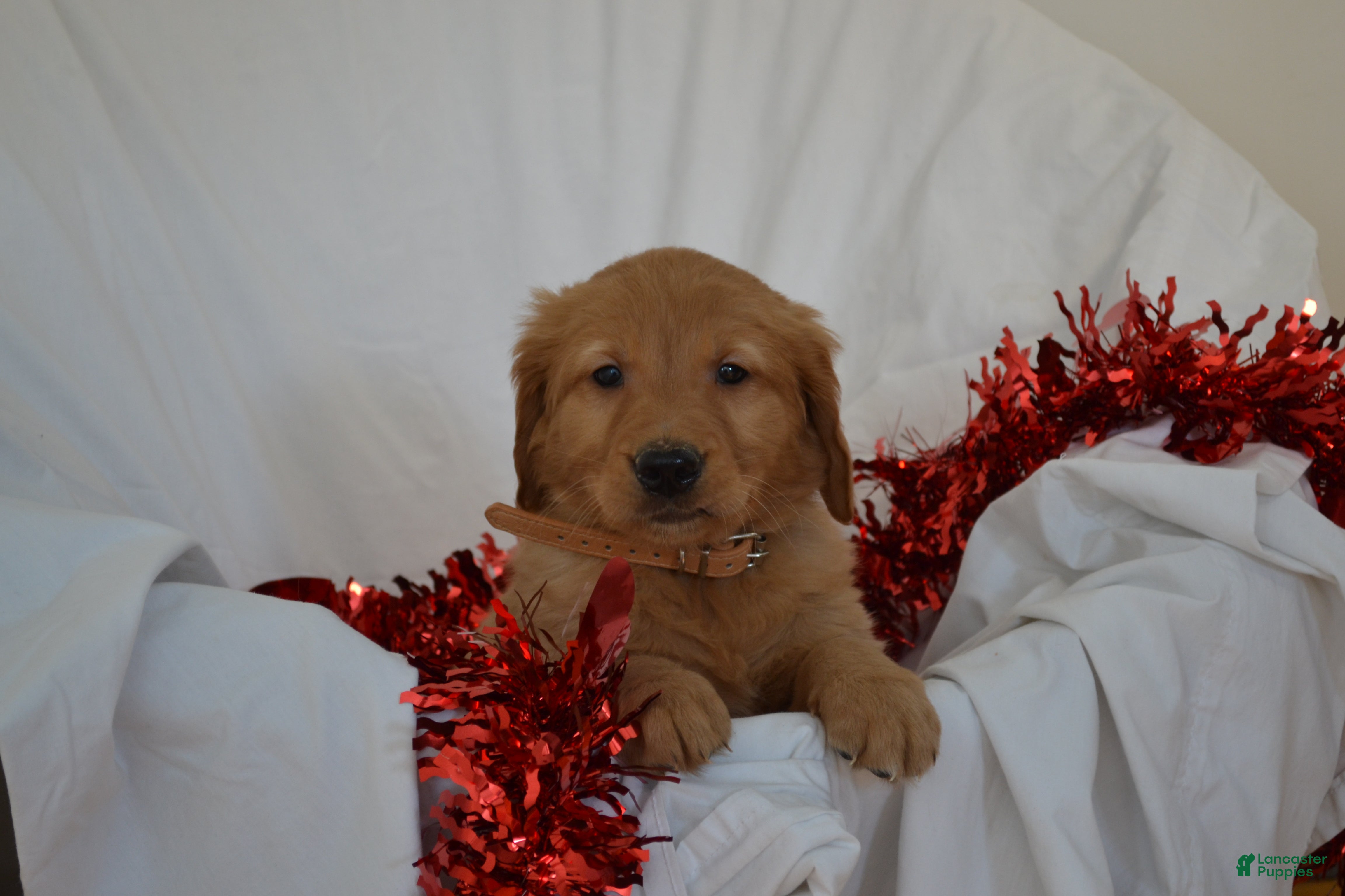 Golden Retriever dogs Andy - Ad 11