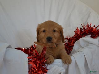 Golden Retriever dogs Andy - Ad 11