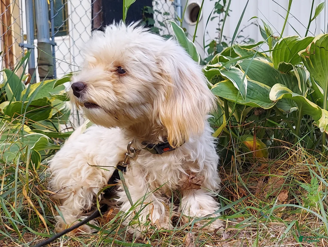Maltipoo dogs for sale: Ophelia, great for apartments, MaltiPoo female, non-shedding - Ad 5