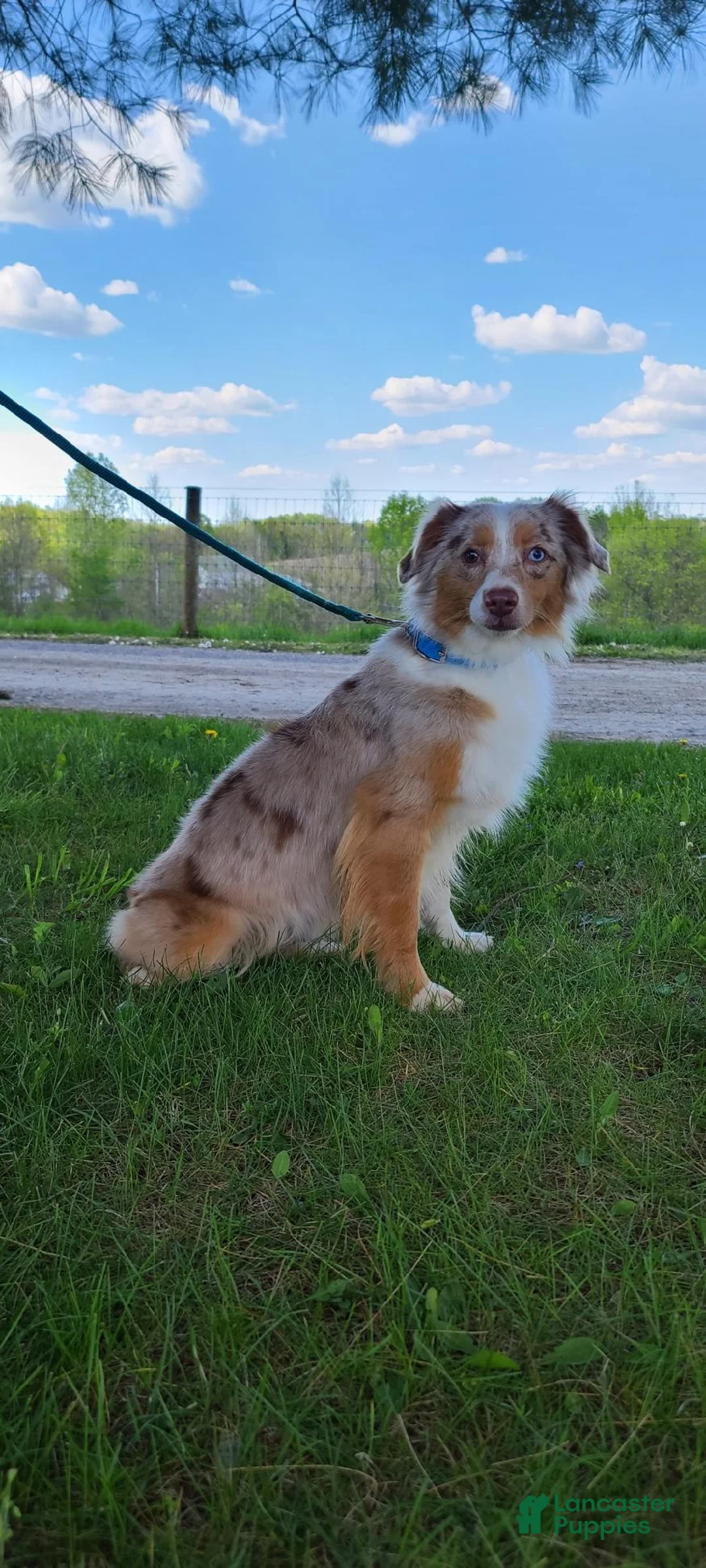 Mini Aussiedoodle dogs for sale: Mini Aussiedoodle Puppy 1 - Ad 2