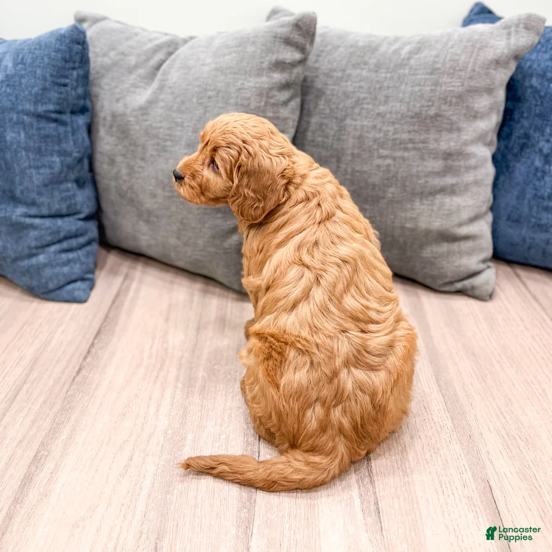 Mini Goldendoodle dogs for sale: Remi - Ad 5