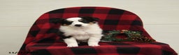 Mixed Breed dogs for sale: Patches - Ad 3