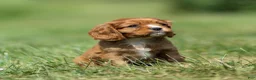 Cavalier King Charles Spaniel dogs for sale: Jasper Cavalier King Charles Spaniel  - Ad 12