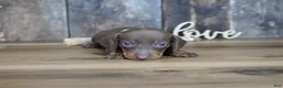 Miniature Dachshund dogs for sale: Brady - Ad 5