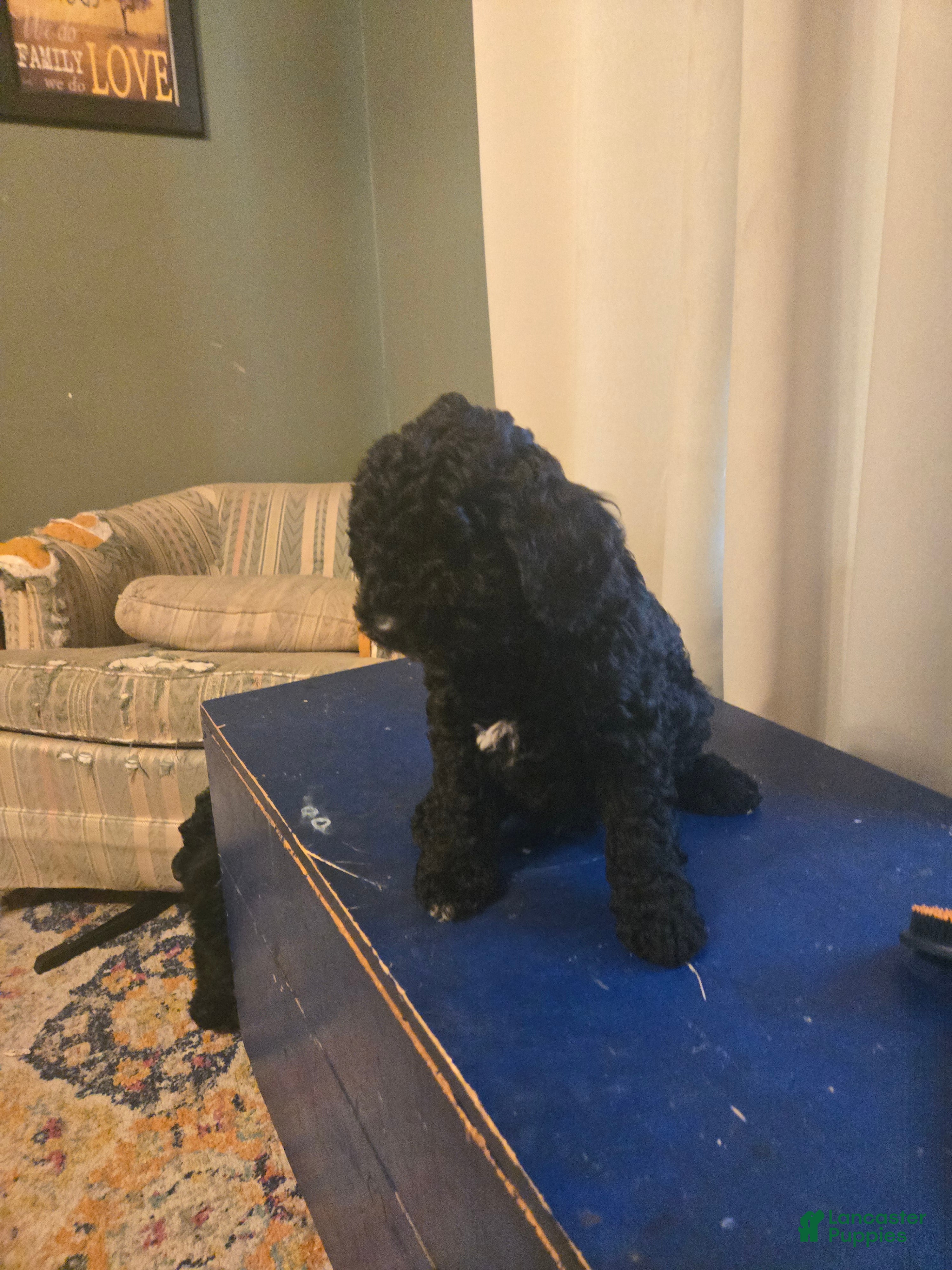Miniature Poodle dogs Iris  - Ad 2