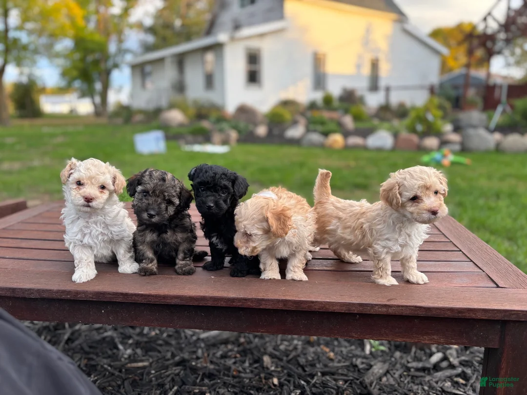Maltipoo dogs for sale: Coach - Ad 2