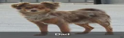 Chihuahua dogs for sale: Carter - Ad 11