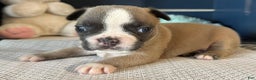 French Bulldog dogs for sale: Alex - Ad 29
