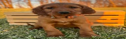 Irish Setter dogs for sale: Archie - Ad 1