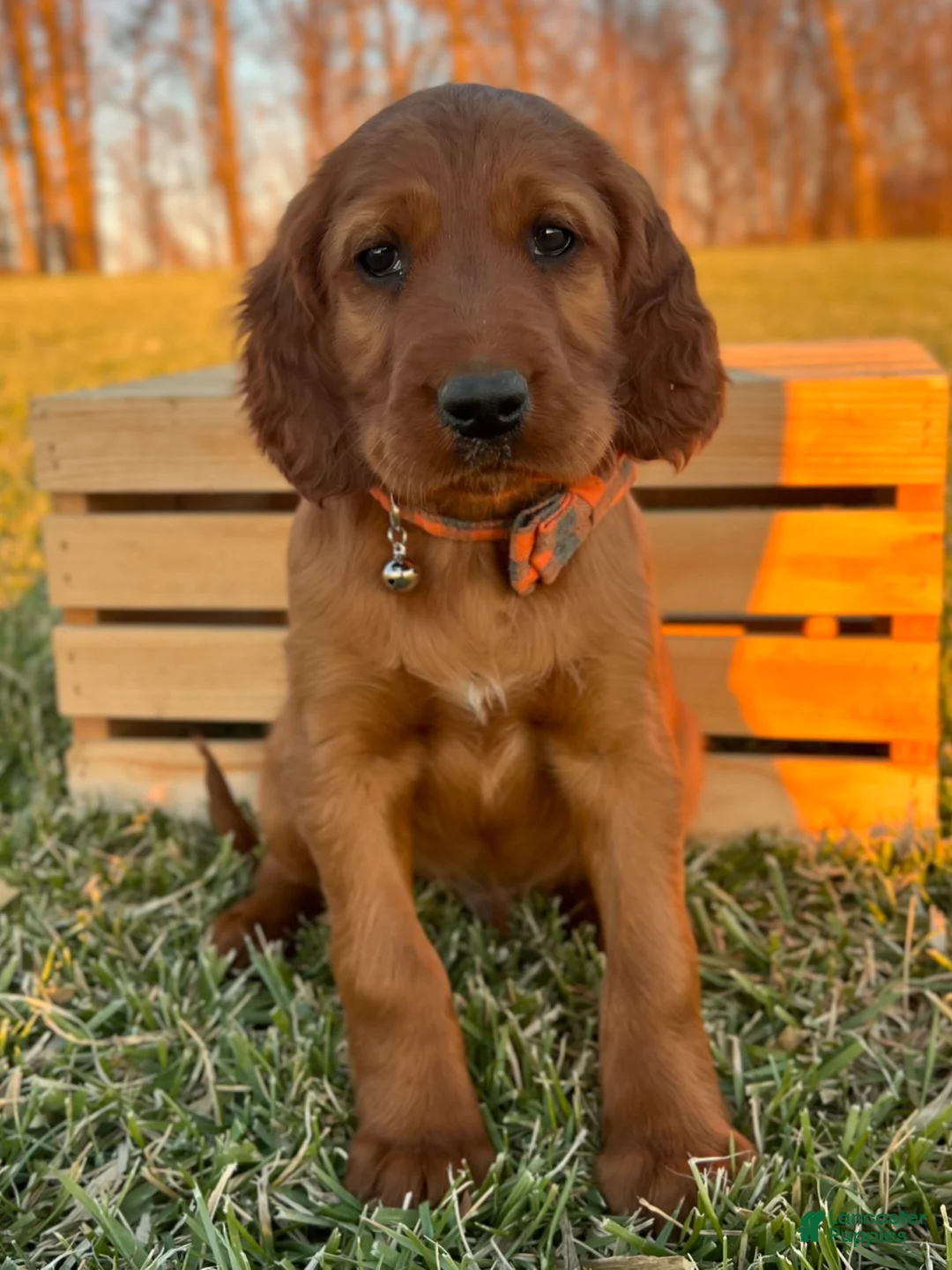 Irish Setter dogs for sale: Archie - Ad 1