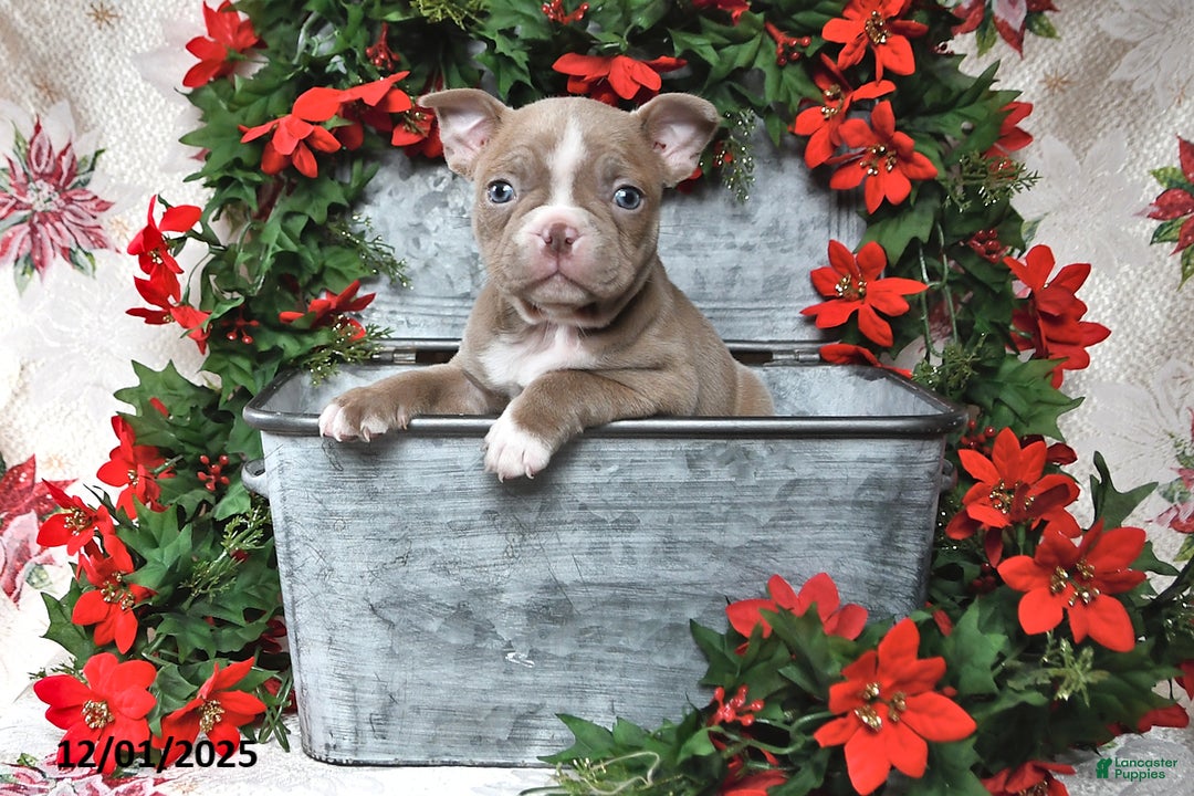 Frenchton dogs for sale: Joy - Ad 11