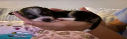 Mixed Breed dogs for sale: Mixed Breed 3 - Ad 2