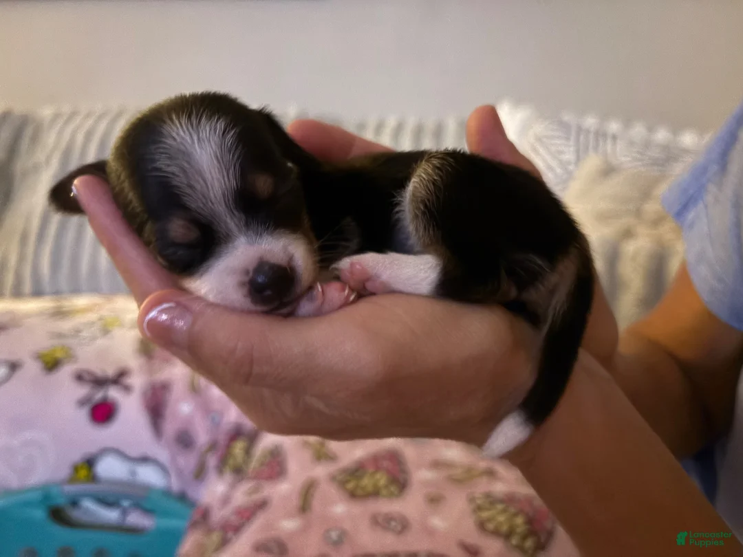 Mixed Breed dogs for sale: Mixed Breed 3 - Ad 2
