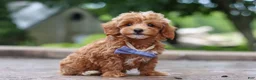 Maltipoo dogs for sale: Leo - Ad 15