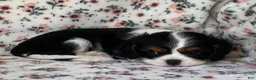 Cavalier King Charles Spaniel dogs for sale: Miracle - Ad 9