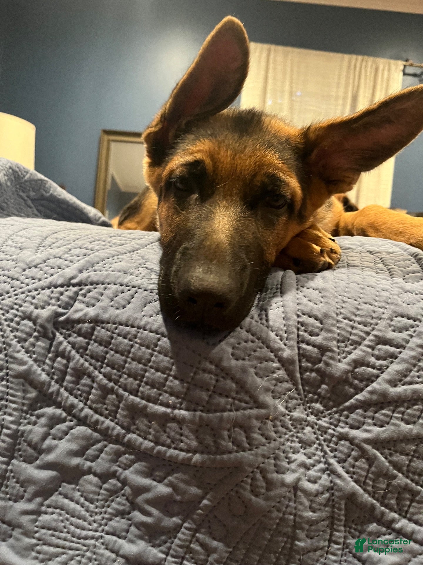 German Shepherd dogs German Shepherd 1 - Ad 11