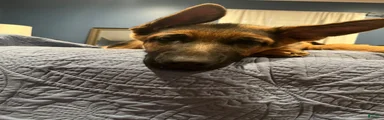 German Shepherd 1