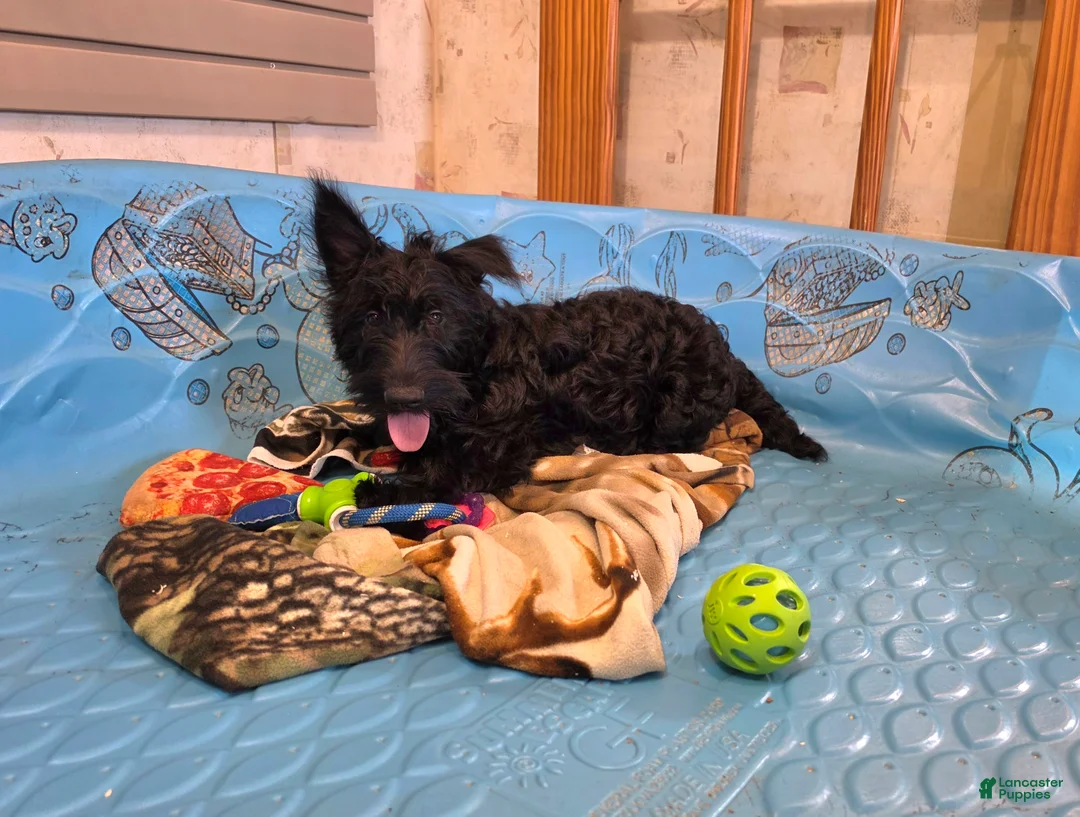 Scottish Terrier dogs for sale: Shelly - Ad 5