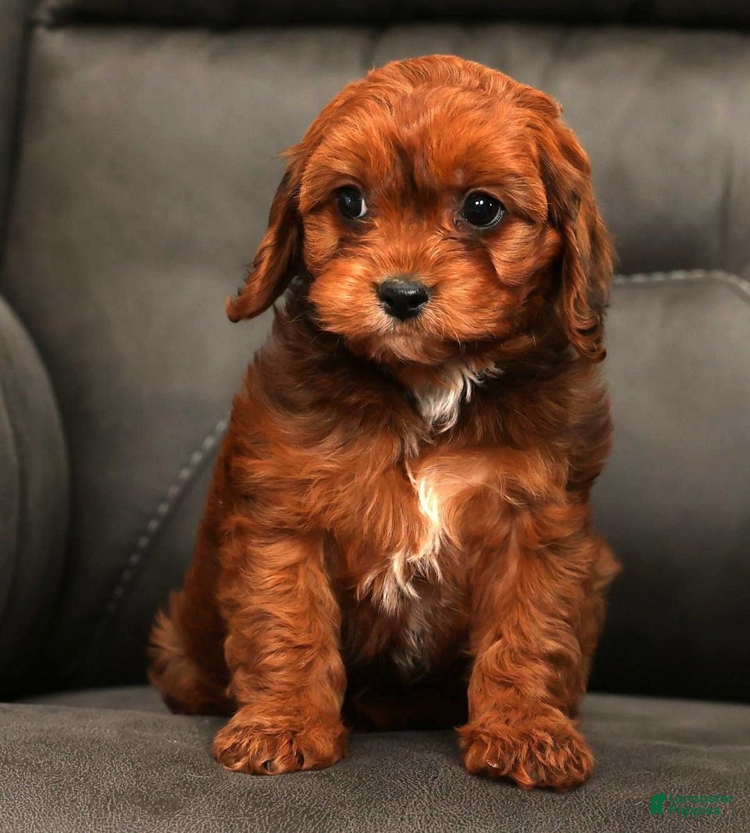 Cavapoo dogs for sale: Candy - Ad 9